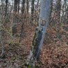 02 Aktion Februar 25 Tiere im Winterwald